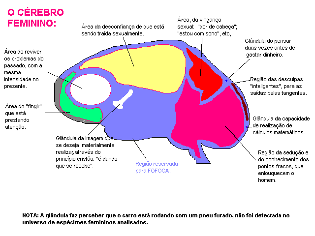 cérebro feminino