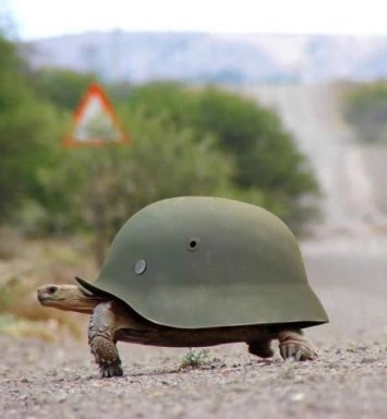 evolucao