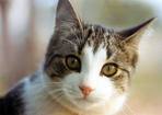 gatos foto