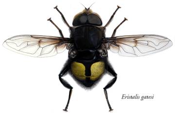 mosca bill gates