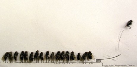 moscas fila