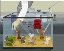 ratos drogas experiencia